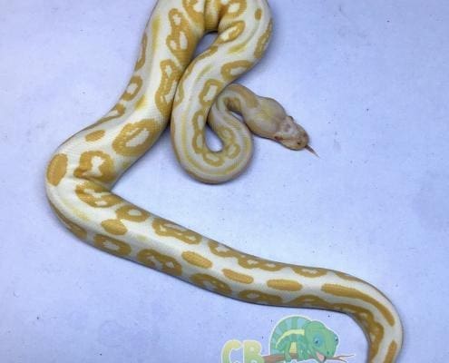 albino python for sale