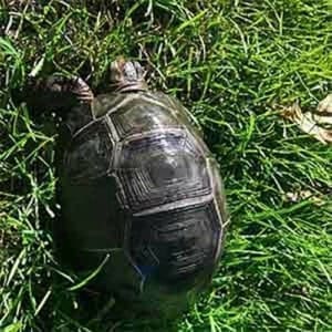 Aldabra tortoise price