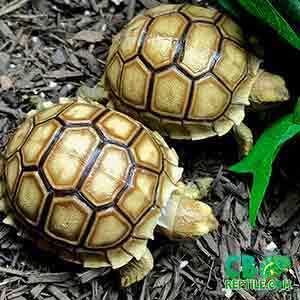 baby Sulcata tortoise