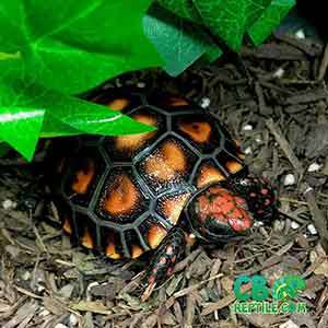 baby cherry head tortoise