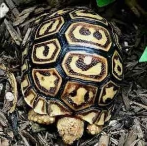 baby tortoise