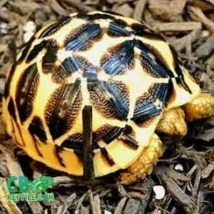 baby tortoises