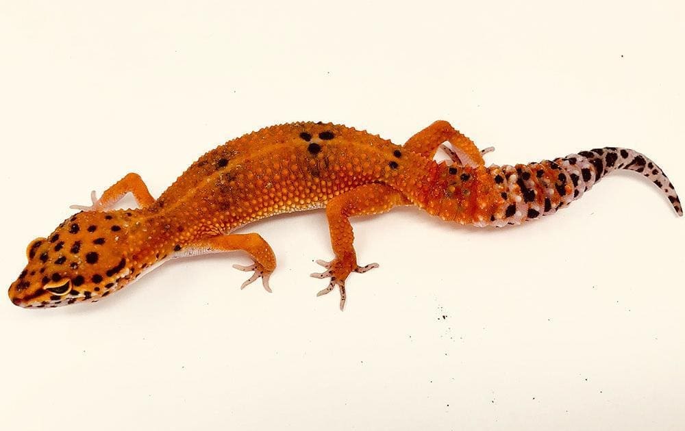 blood leopard gecko