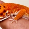 blood supergiant leopard gecko