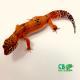 blood leopard gecko for sale