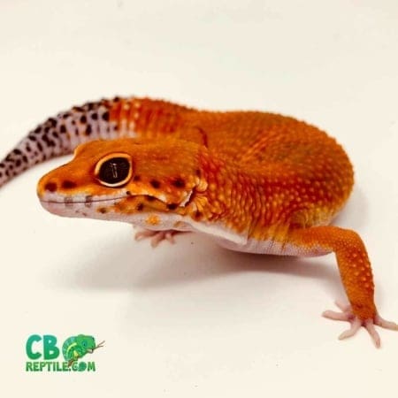 blood leopard gecko for sale