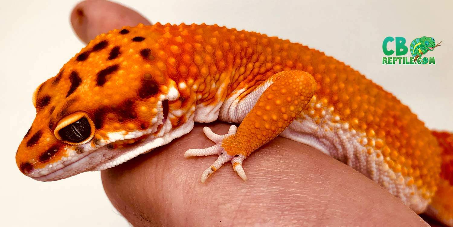 blood supergiant leopard gecko