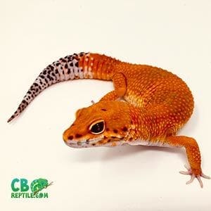 leopard gecko lifespan