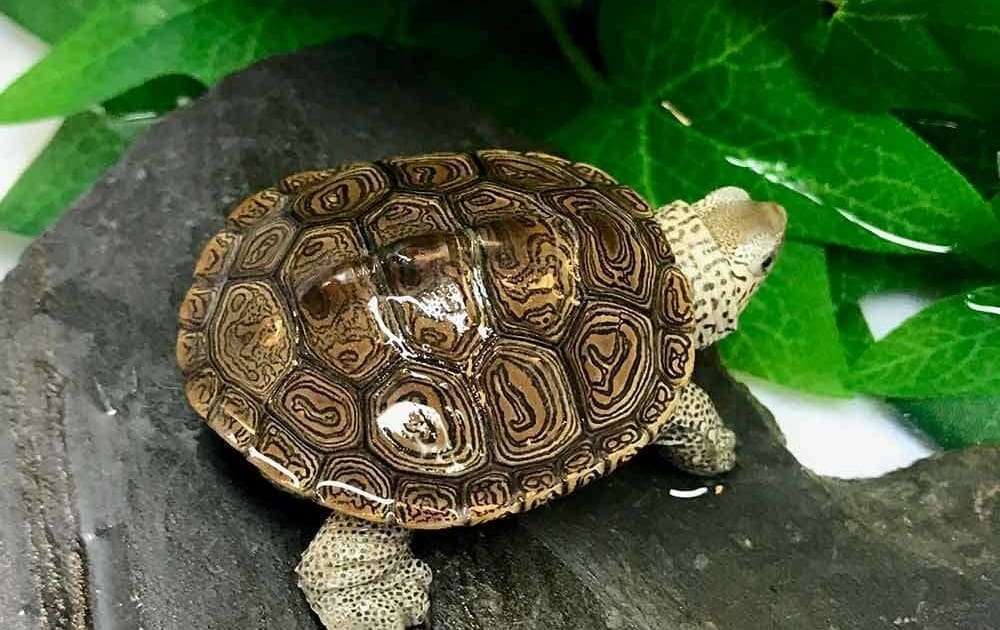 northern diamondback terrapin for sale