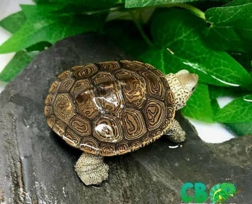 northern diamondback terrapin for sale