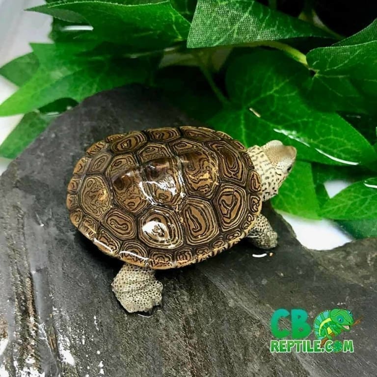 Turtles for sale near me baby aquatic water turtles for sale online