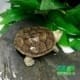 northern diamondback terrapin for sale