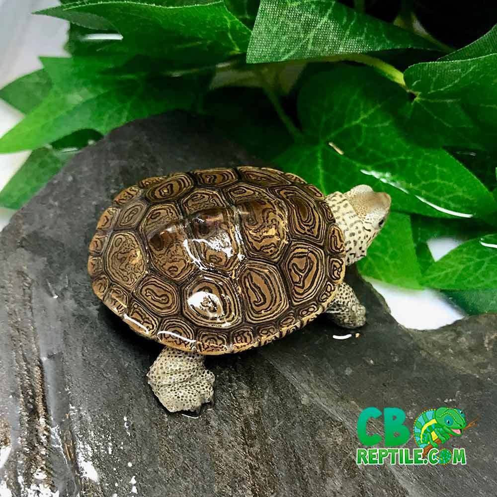 diamondback terrapin for sale