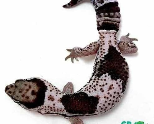 fat tail gecko for sale