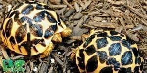 indian star tortoise