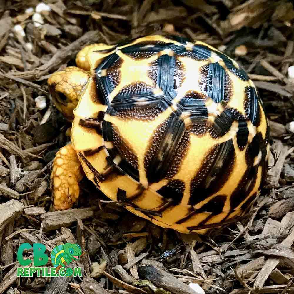 Indian star tortoise for sale