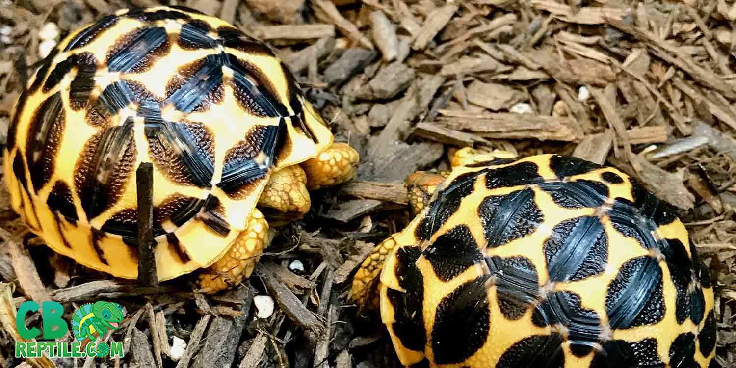 Indian star tortoise