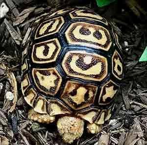 leopard tortoise for sale