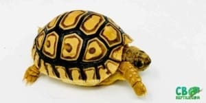 leopard tortoise care guide