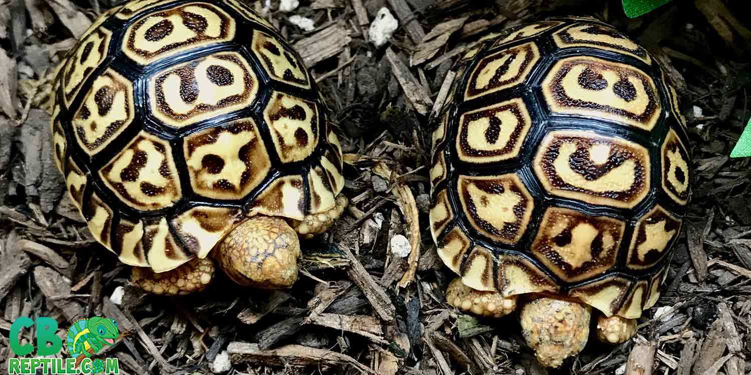 leopard tortoise for sale