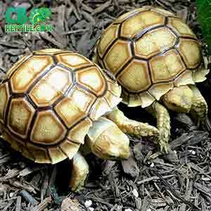 Sulcata tortoise for sale