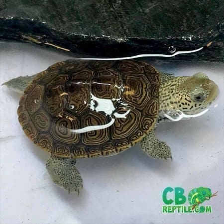 websites to buy turtles