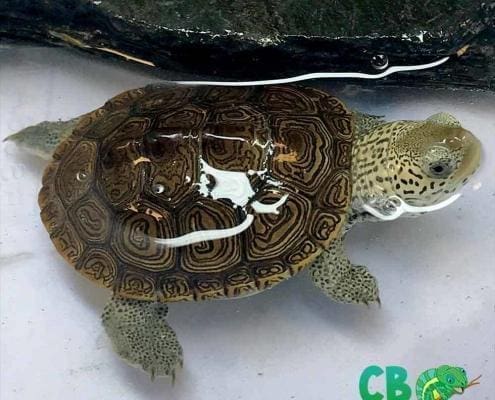 terrapin for sale