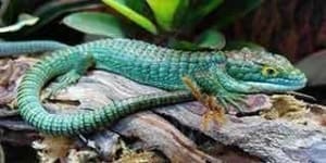 Abronia lizard for sale