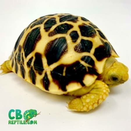 Burmese star tortoise for sale