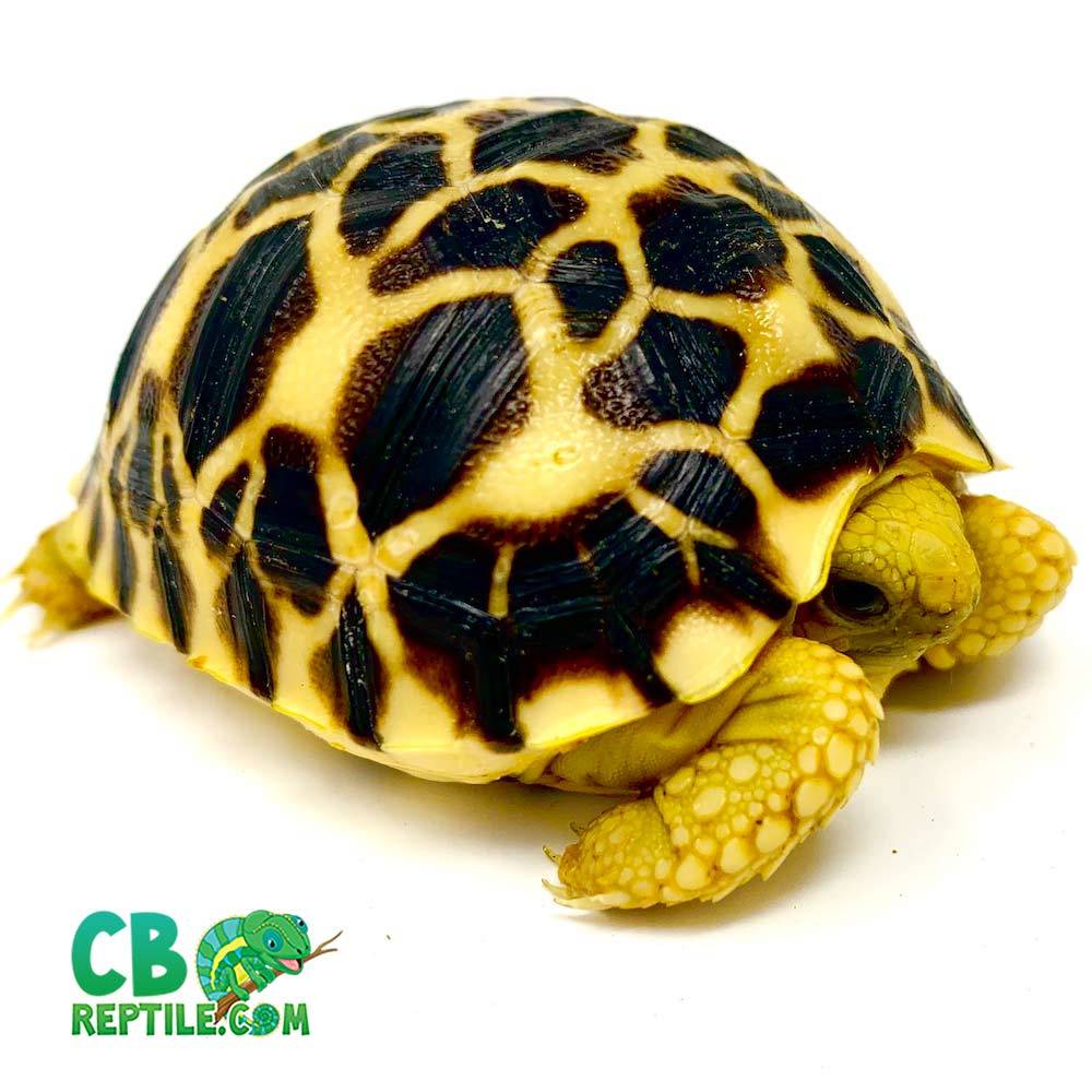 Burmese star tortoises for sale