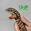Red Tegu Hatchling