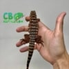 baby red Tegu