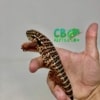 Red Tegu Hatchling for sale