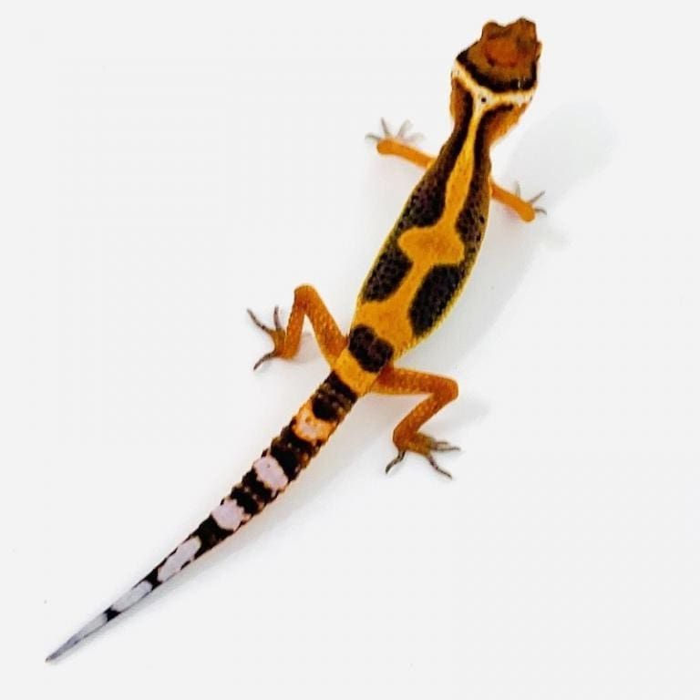 Blood Emerine leopard gecko for sale online Blood Emerine leopard gecko