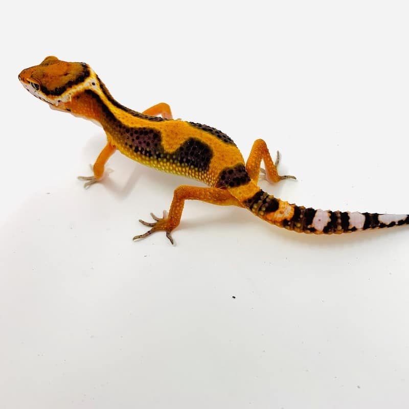 Blood Emerine leopard gecko for sale online Blood Emerine leopard gecko