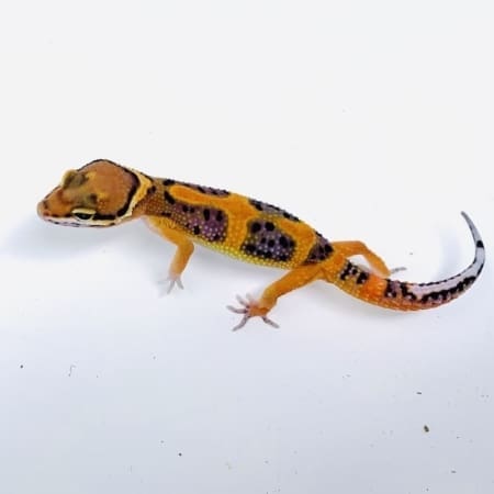 inferno leopard geckos