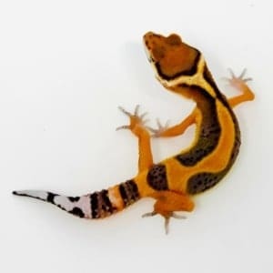 baby leopard gecko