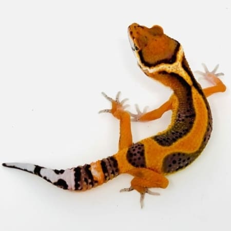 striped emerine leopard gecko