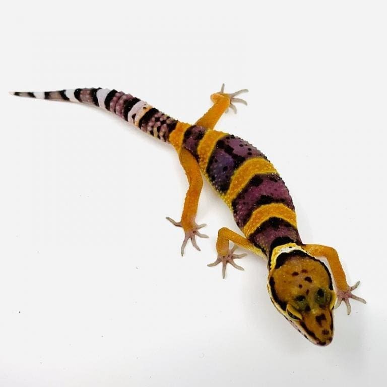 leopard gecko for sale baby leopard geckos for sale online gecko breeder