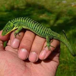 abronia for sale