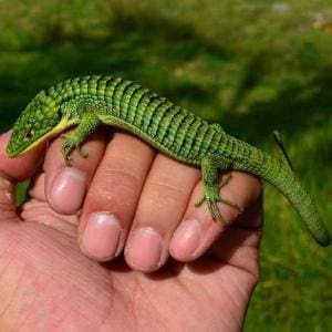 Abronia for sale