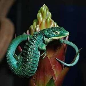 abronia graminea for sale