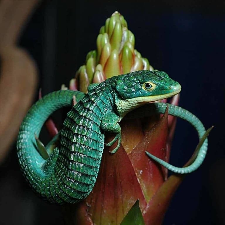 Abronia Graminea for sale Mexican Aligator for sale baby Abronia sale