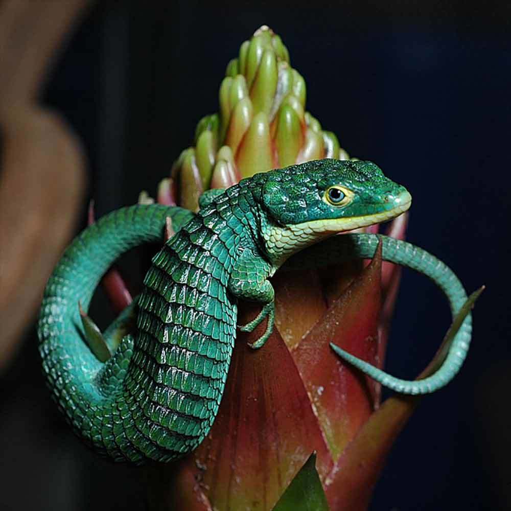 Abronia Graminea for sale