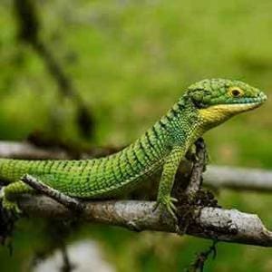 Reptile,reptiles,reptile store,reptile expo,reptile store near me,reptiles for sale,reptile gardens,reptile pets,reptile vet near me