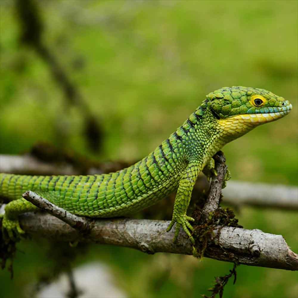 Abronia Graminea lizard for sale