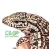 Argentine Tegu for sale