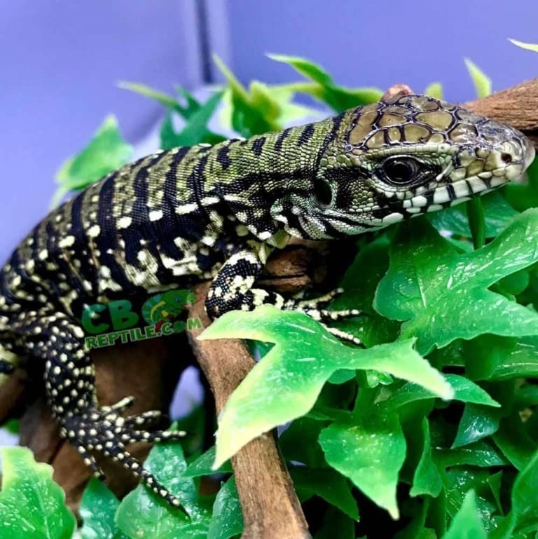 Argentine Tegu for sale Buy Black and White Tegu for sale online near me