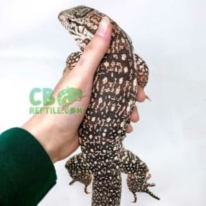 Argentine Tegus for sale