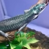 baby Abronia Graminea